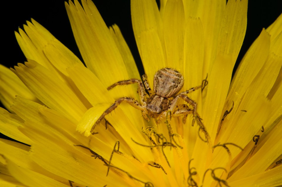 Crab spiders tend to live outside