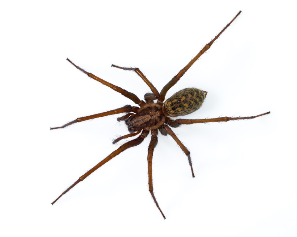 House spiders are common in autumn