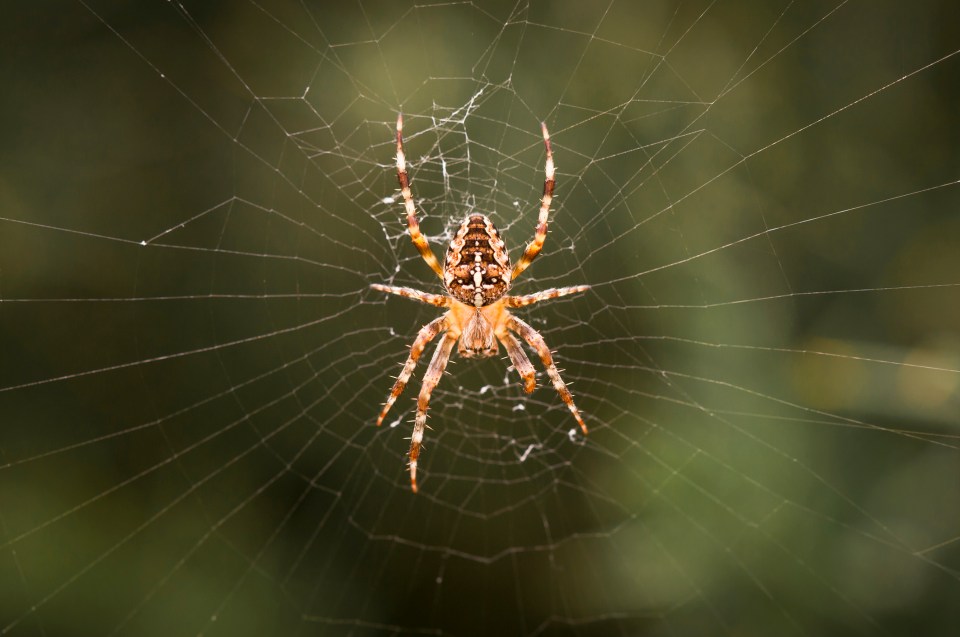 Common garden spider in its web