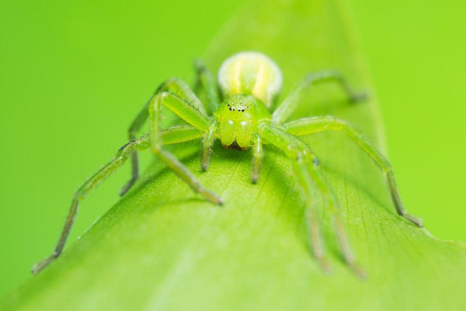 Green huntsman spider can camouflage on leaves