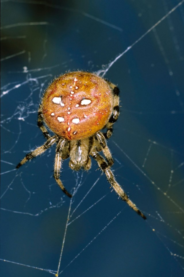 Four spot orb weaver are seen all across Britain