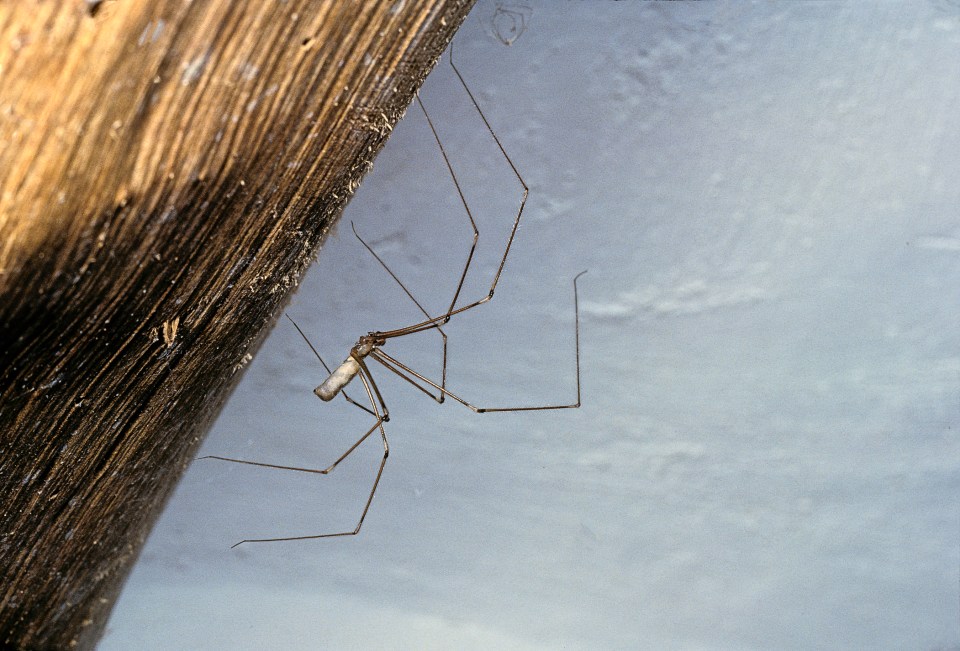 Cellar spiders can live up to three years