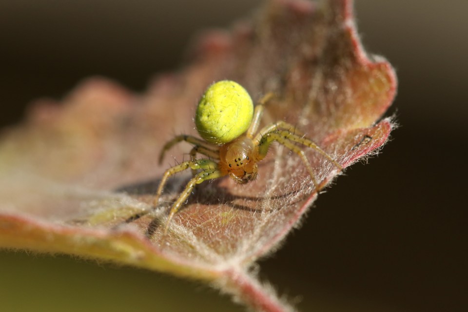 A cucumber spider hunting for food on a leaf