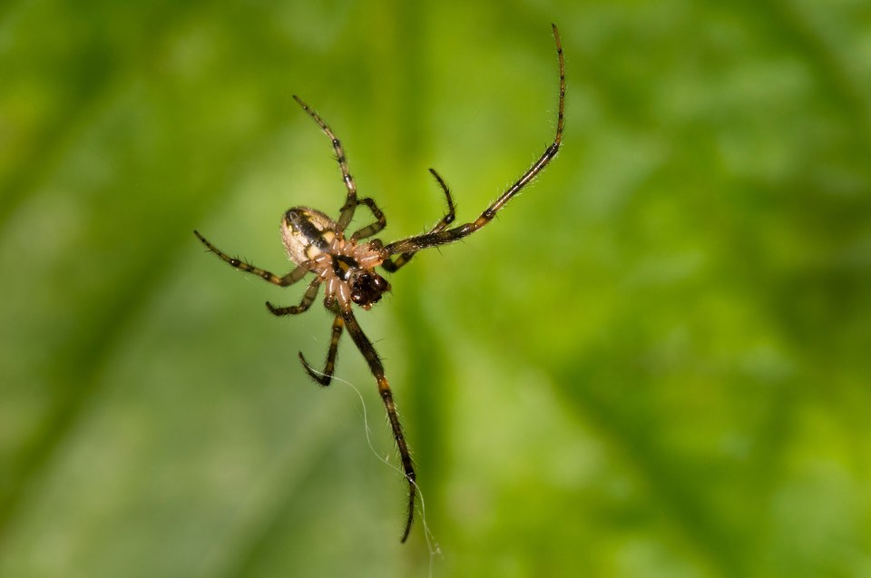 A male silver-sided sector spider building a web in a garden in Belvedere, Kent