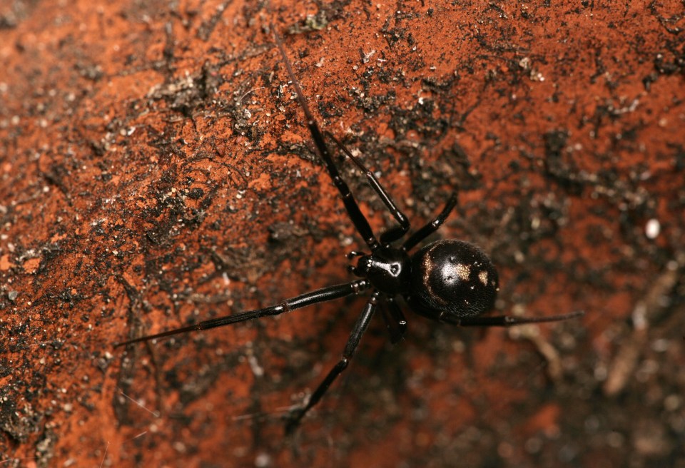 A cupboard spider in an empty flowerpot