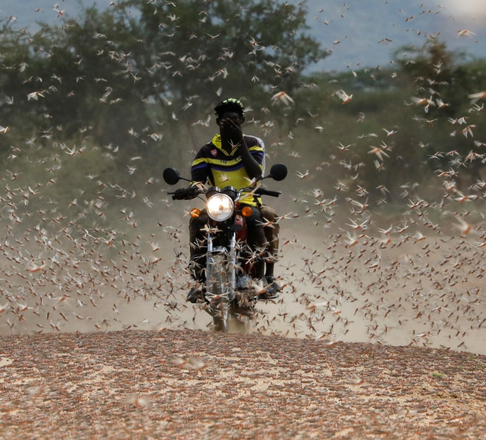 A motorcycle rider tries to cut through a swarm in Kenya