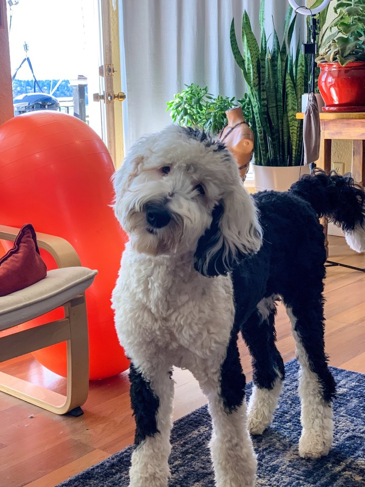 a black and white dog standing on a rug in a living room