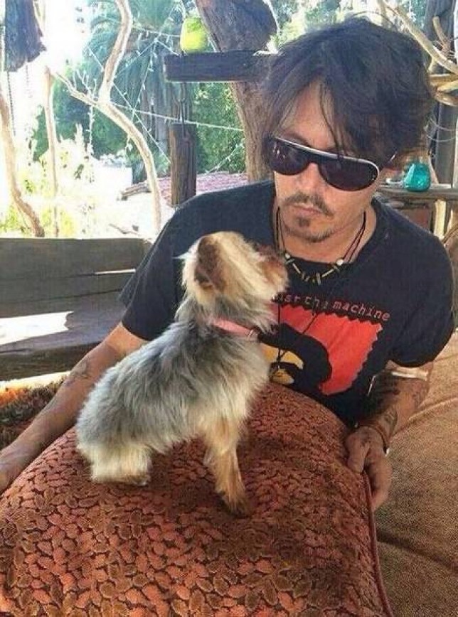 Depp is accused of hanging dog Pistol out of the window