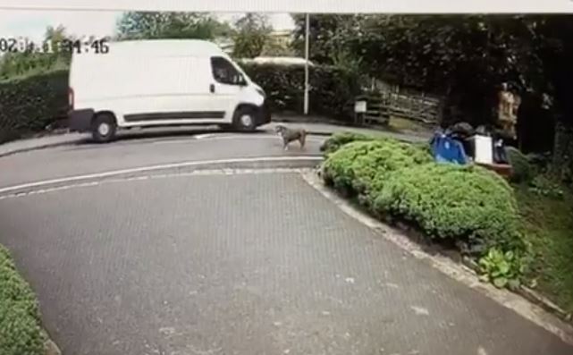 The dog was seen wandering around on the road as the white van drew up