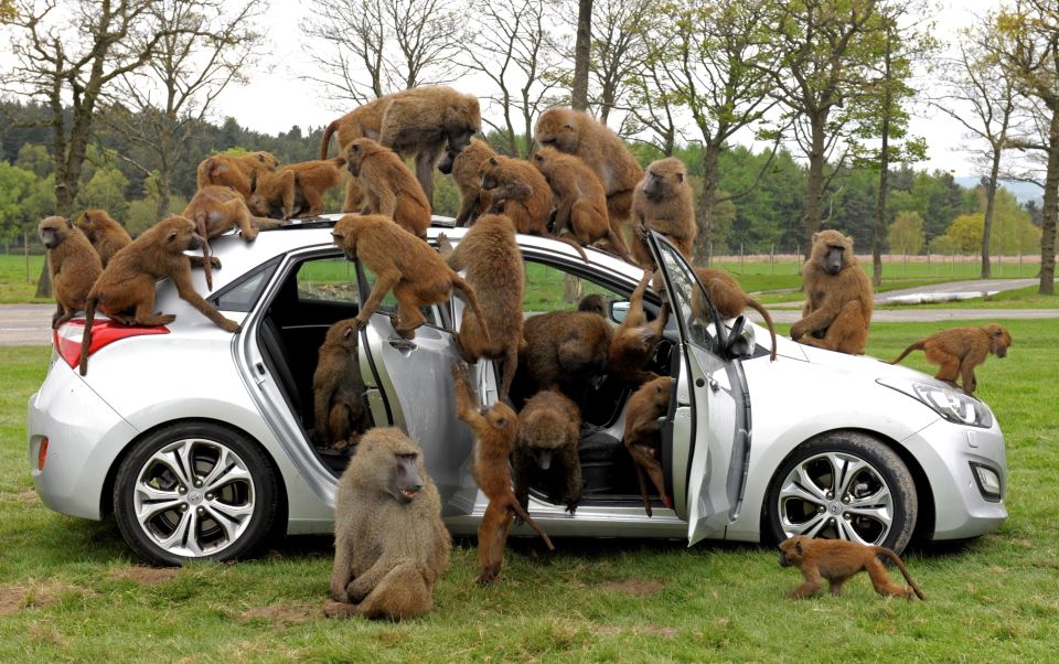 In 2012 car manufacturer Hyundai let 40 monkeys from the park loose on its New Generation i30 model for 10 hours to prove it had the strength for families with small children