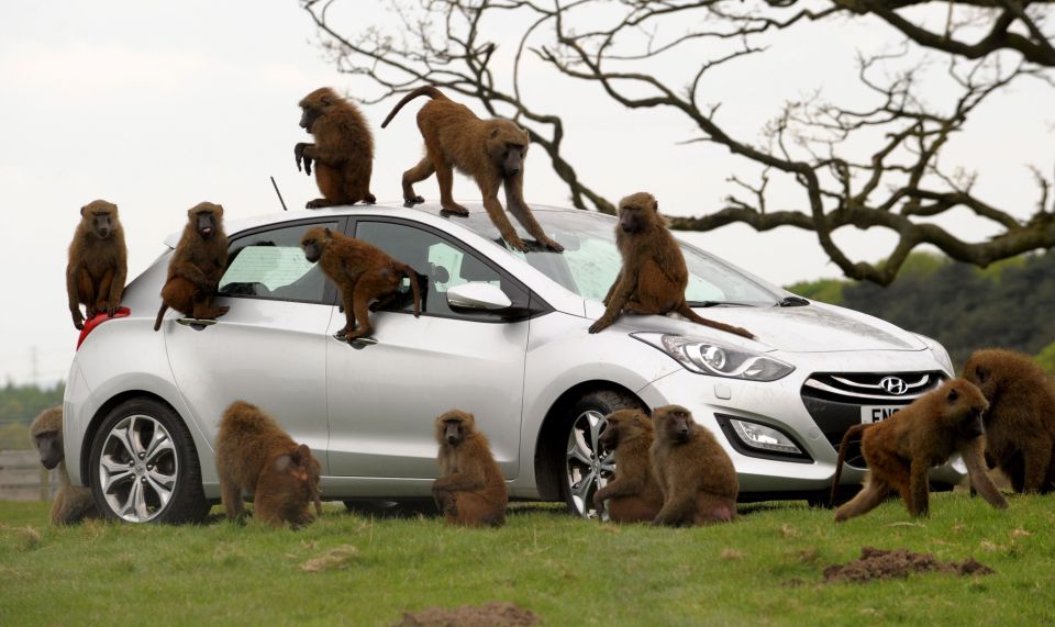 Baboons have been armed with knives, screwdrivers and even chainsaws at Knowsley safari park, Merseyside