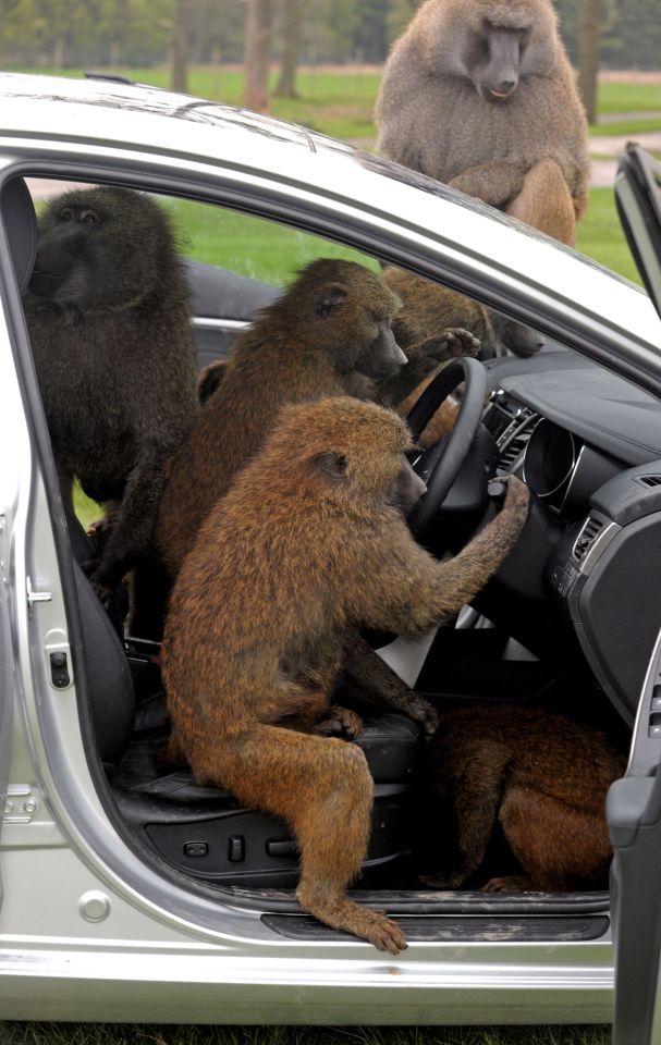 Workers fear pranksters are arming the pesky primates, who are known to pounce on anyone who pauses and rip off windscreen wipers and mirrors