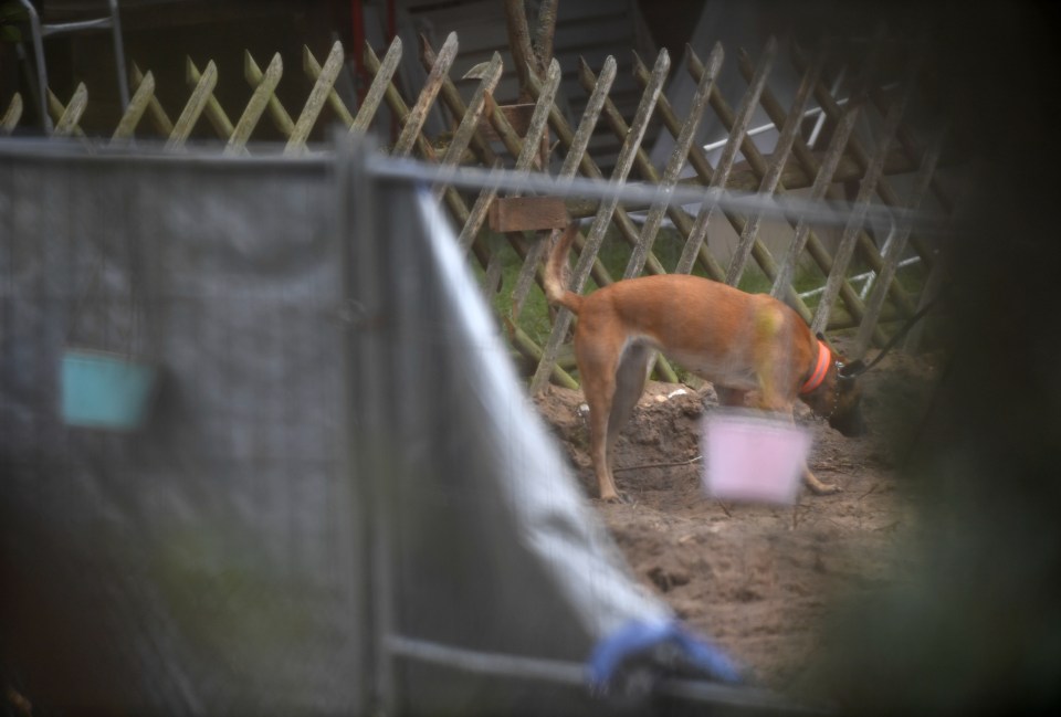 A sniffer dog works at the plot in Hanover