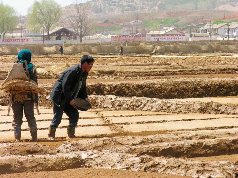 Workers preparing fields for planting rice in North Korea - the food became a severely rationed commodity during the famine