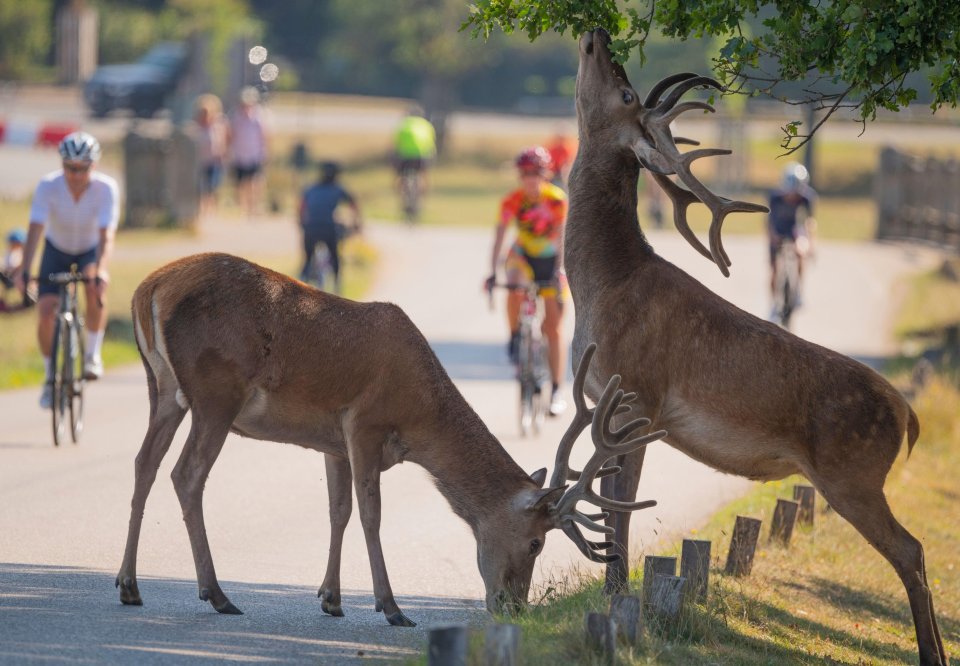 Two deer snack on some foliage in Richmond Park