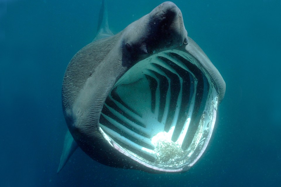  Basking sharks pose no real threat to humans