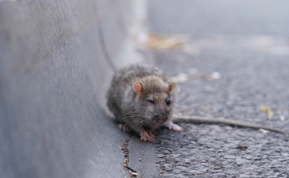 With shut pubs and restaurants, the rodents made their way into people's homes to hunt for food