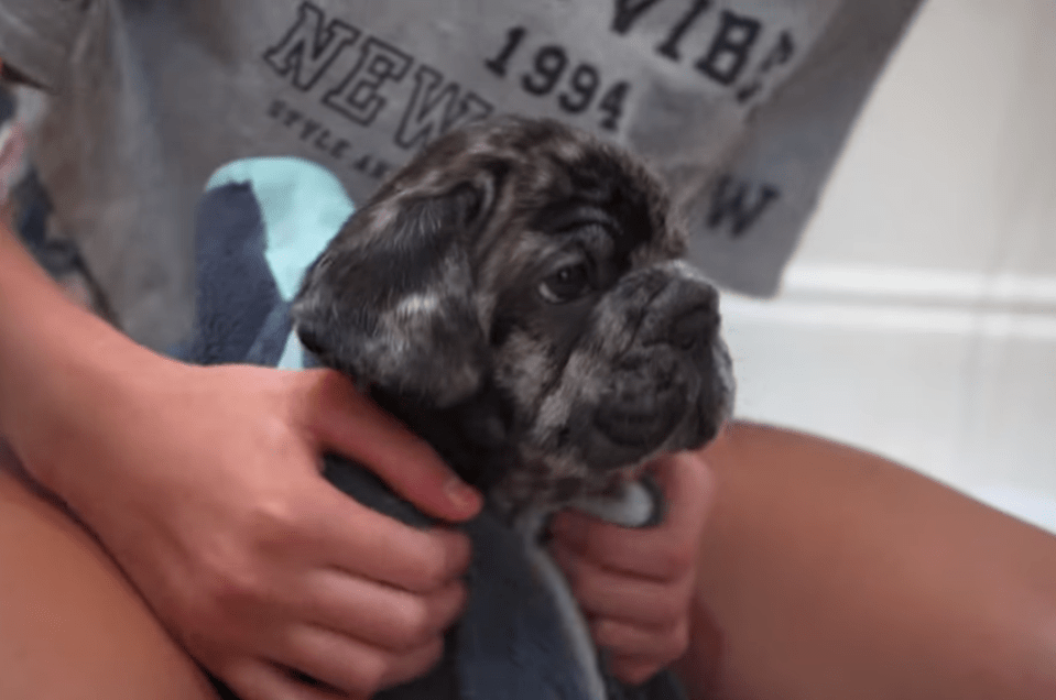 The puppy after being filmed having a bath at Katie's Surrey home