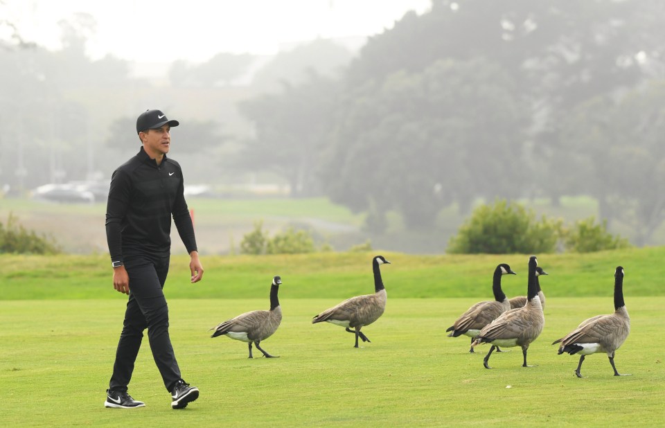 Cameron Champ finds a flock of fans on the fairway - but at least these geese are socially distancing