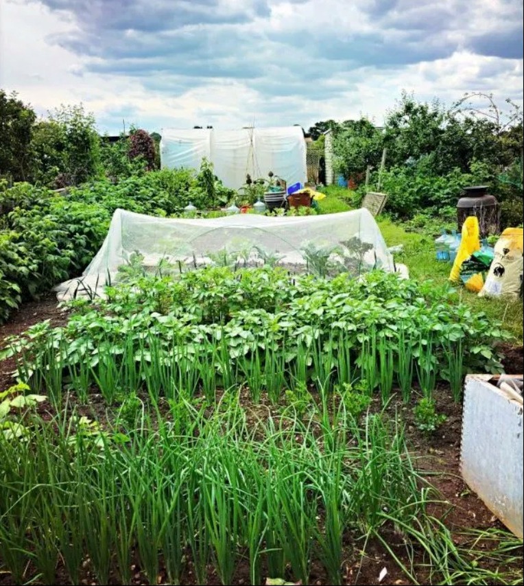 The couple are really proud of the allotment