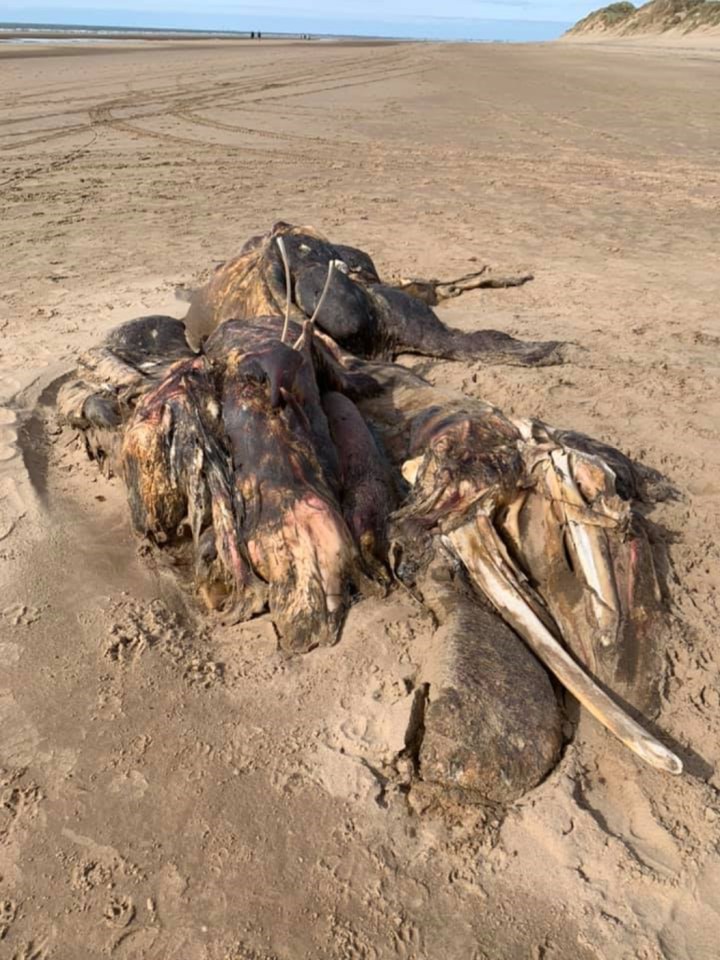 It was discovered reeking and covered in flies on Ainsdale beach, Merseyside on Wednesday