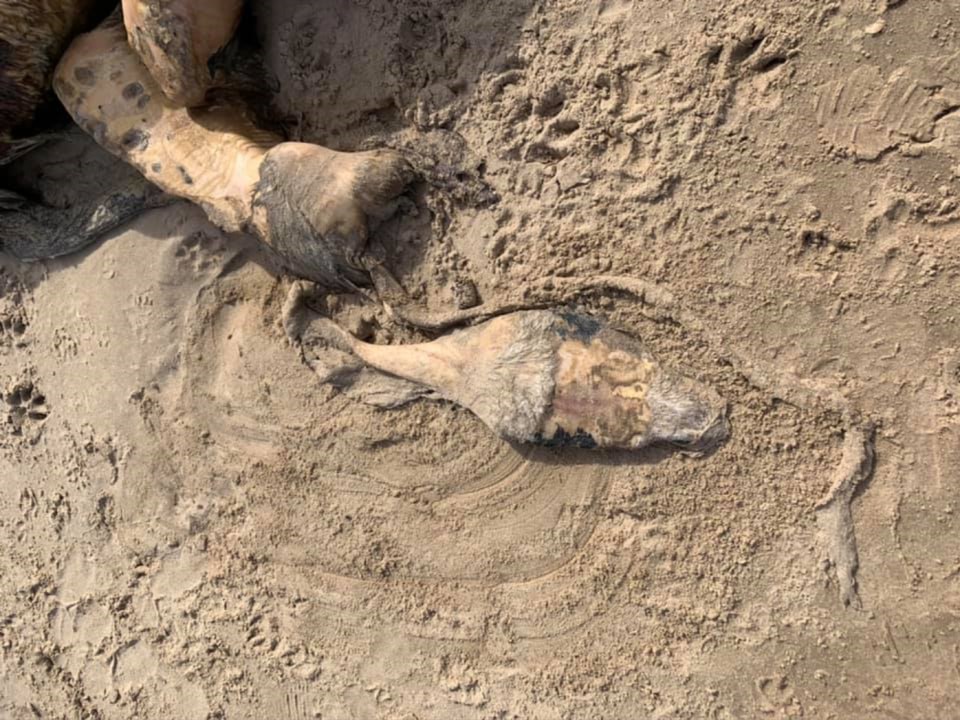 Natural England is working with an animal removal company to have the remains taken from the beach