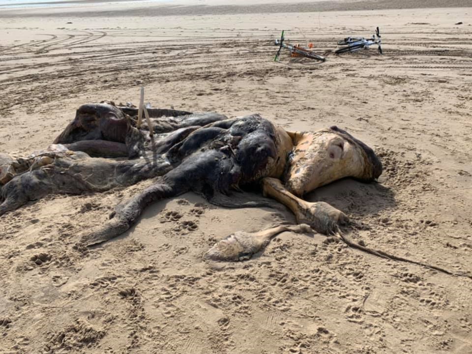 A mystery 15ft creature was washed up on a beach