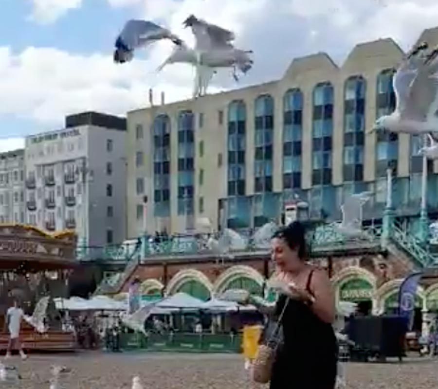 She was attacked by the birds at Brighton beach