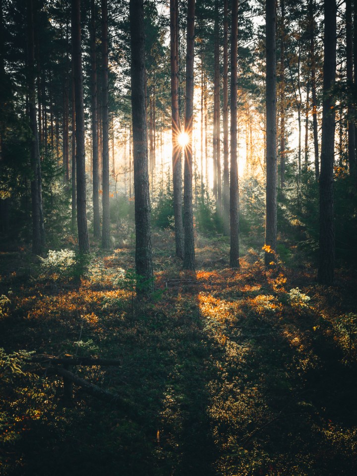 Stockholm-based photographer Tobias Hägg captured the sun between the treees in Norrmalm, Sweden