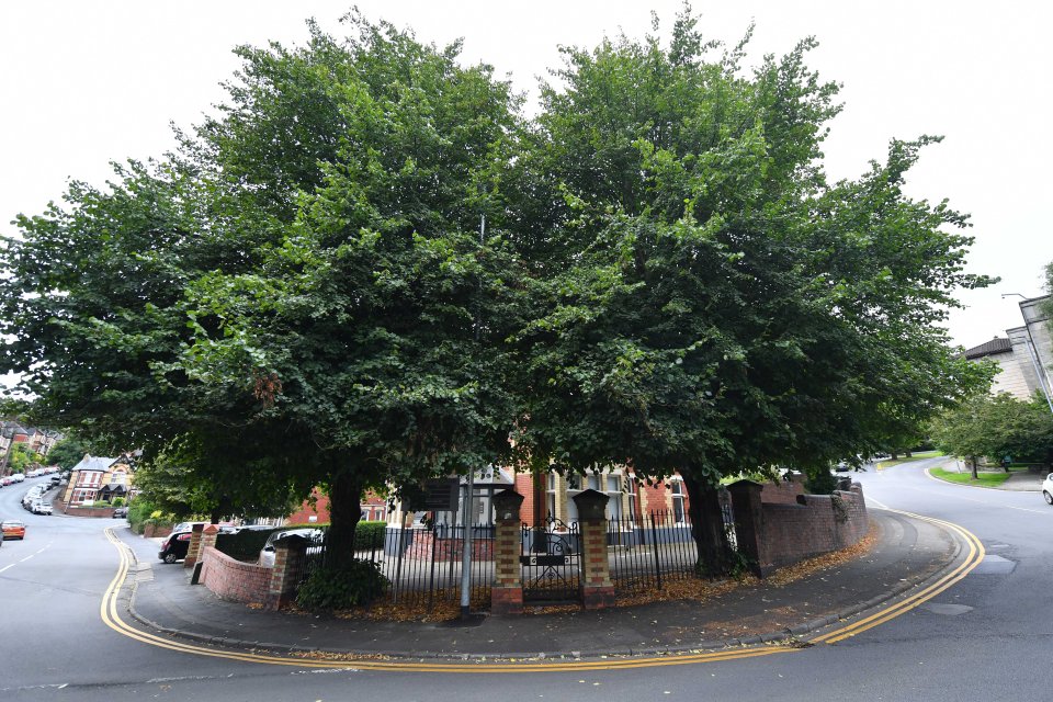 Bungling workmen installed a new 22ft street light in the middle of a tree - and then bosses blamed the TREE for the blunder