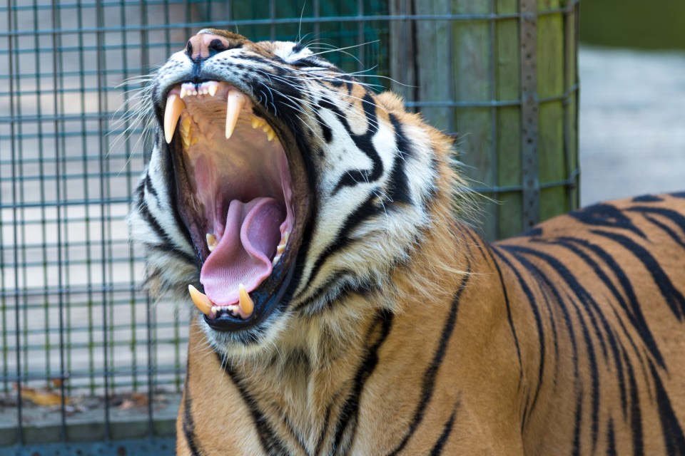 A tiger at Thrigby Hall Wildlife Gardens