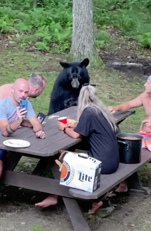 The bear gobbled down the sandwich and left soon after