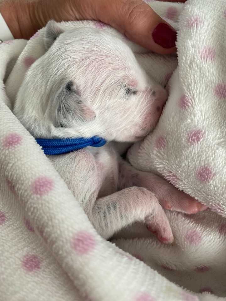 Tiny Vinnie was very poorly when he was born