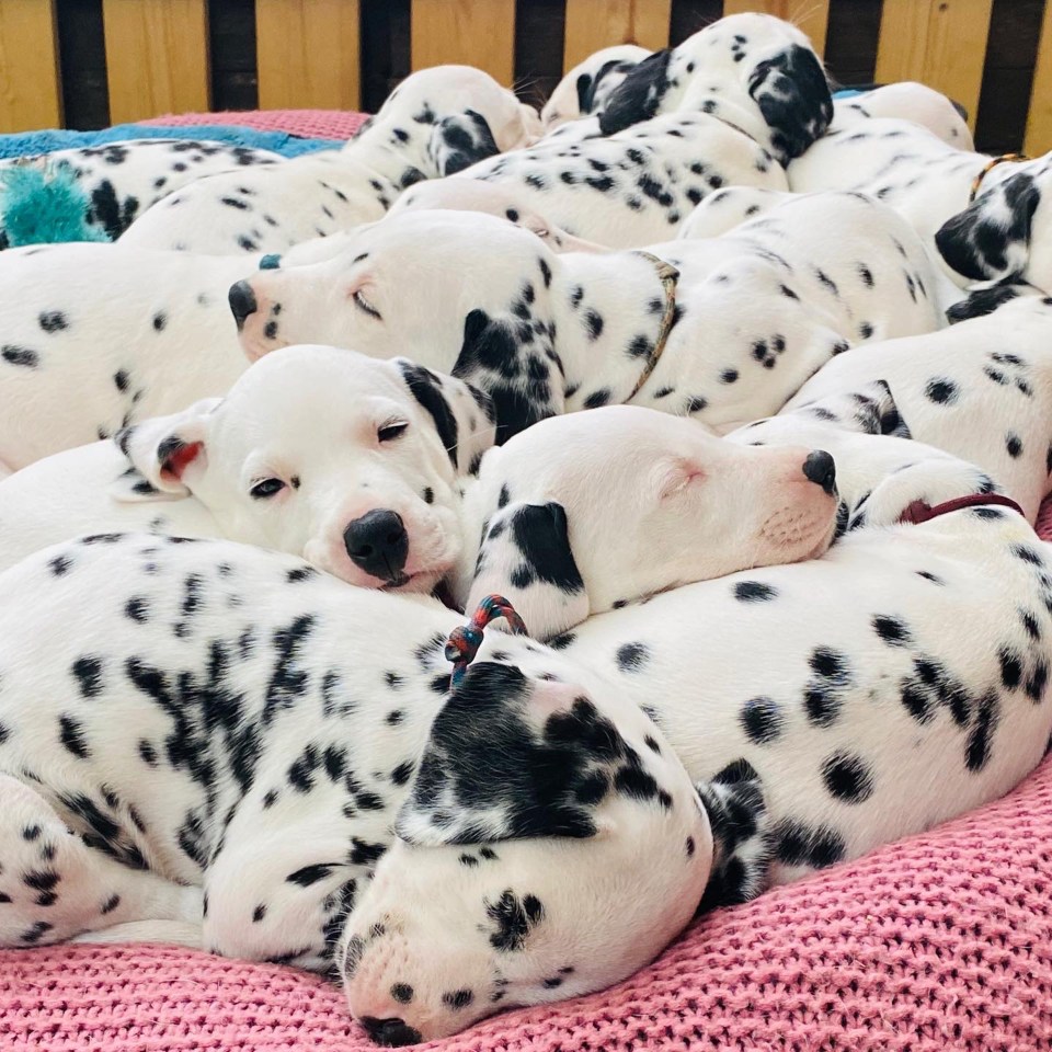 The litter of pups doze all together