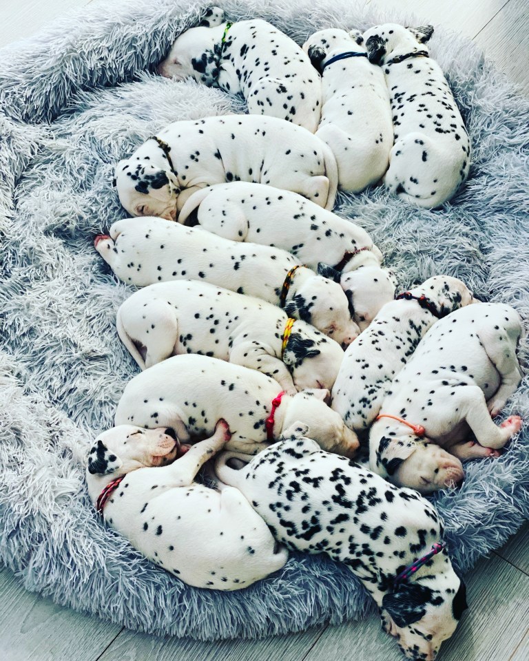 These sleepy pups nap after their mother spent 15 hours in labour