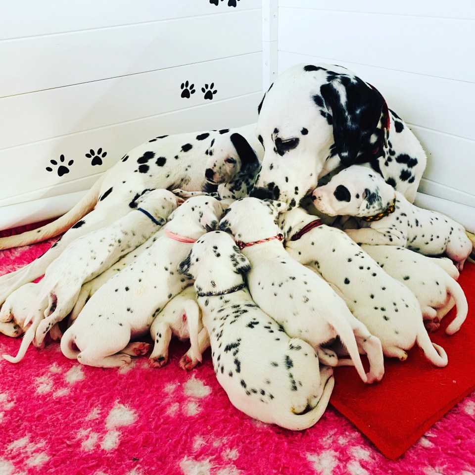 The pups snuggle up to their proud mum