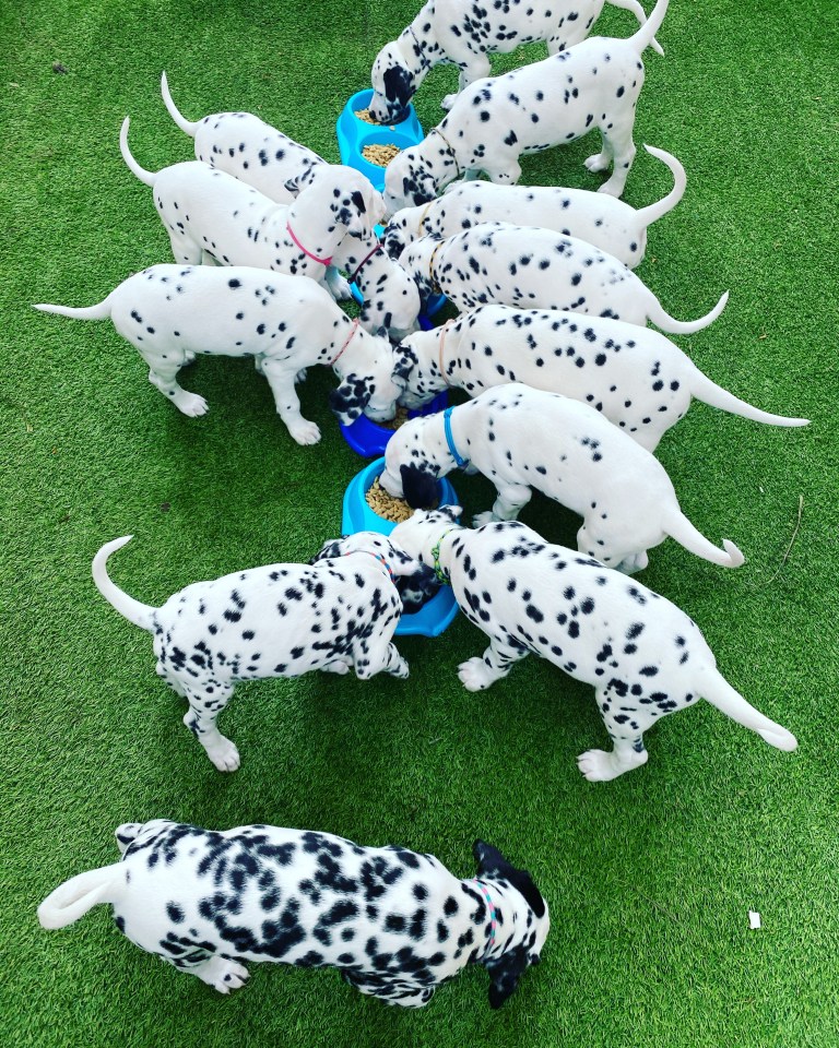 Vinnie now enjoys playing with his brothers and sisters