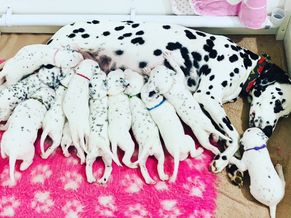 Owner Bridget had to wake up at 4.30am to feed the 12 pretty pups