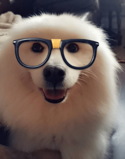 Some canines ended up wearing a pair of geeky glasses thanks to the filter