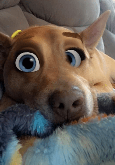 Most dogs looked like they had come straight out of a Disney film