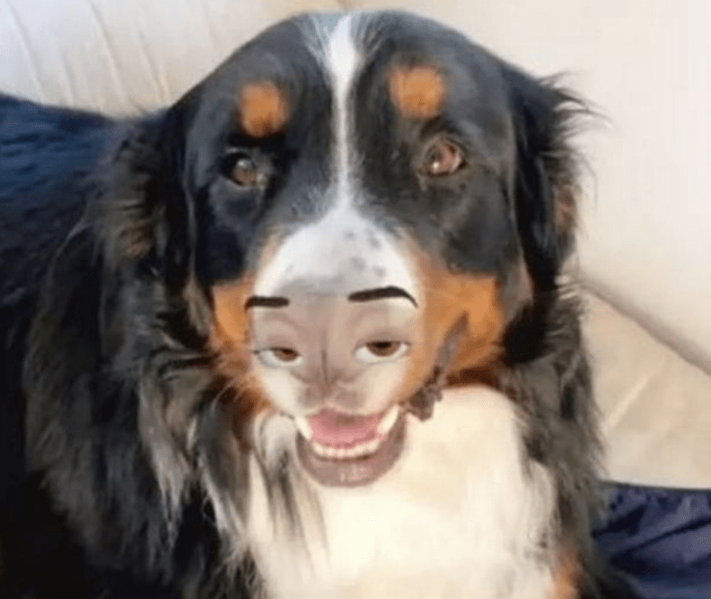 The filter didn't seem to work properly on this unlucky pooch