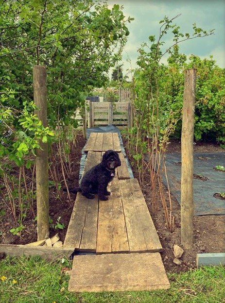 Their dog on the way to the allotment