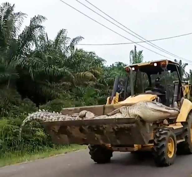 A giant half-tonne crocodile is carried away on a bulldozer in Indonesia after being hunted by locals