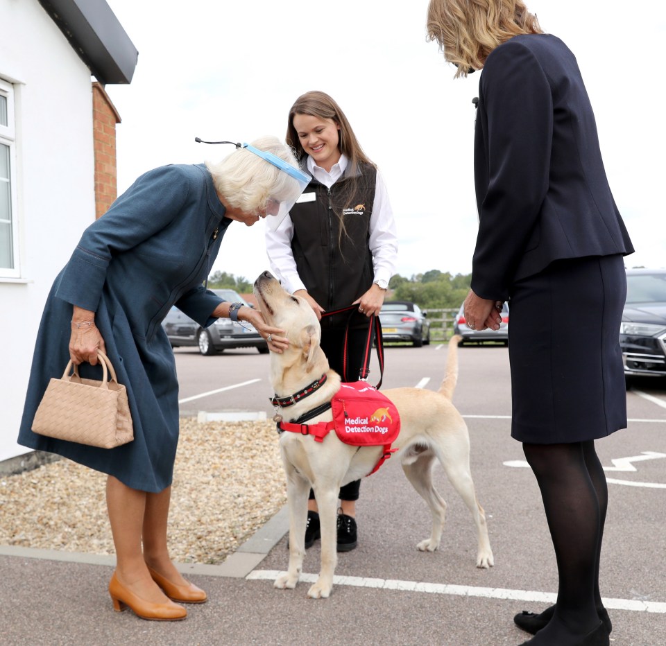 Camilla pats one of the dogs that is part of the trials of teaching the animals to smell coronavirus