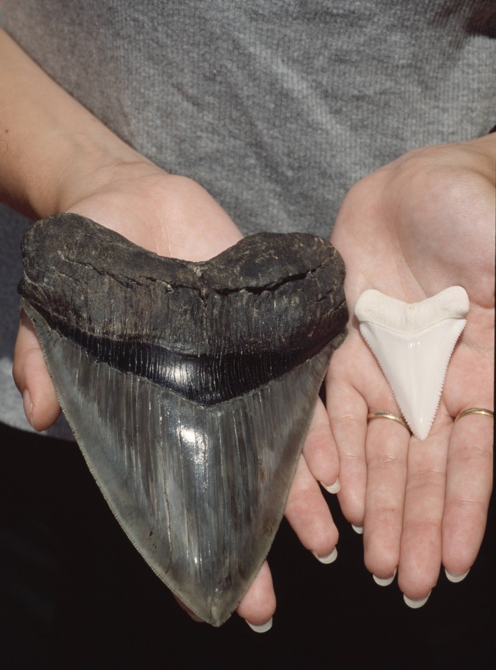 A megalodon tooth compared to a great white shark's tooth