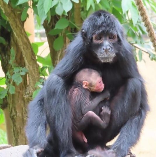 And it's not just London Zoo that's had some new arrivals - a rare spider monkey was welcomed at Drayton Manor, Staffs