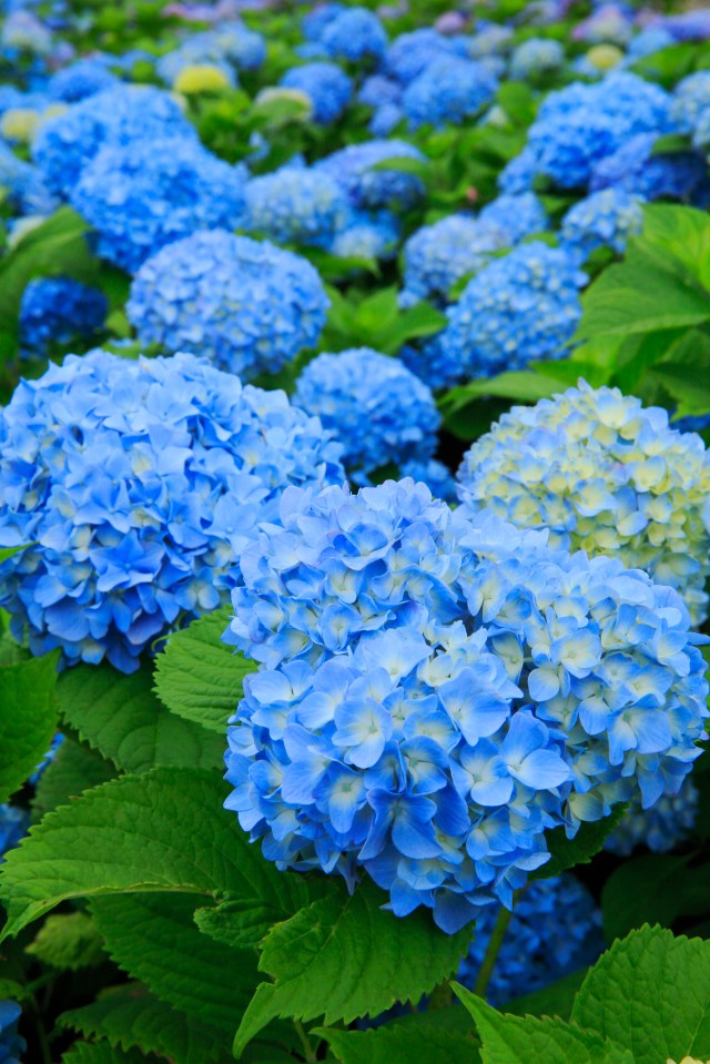 Hydrangeas represent appreciation and heartfelt emotion