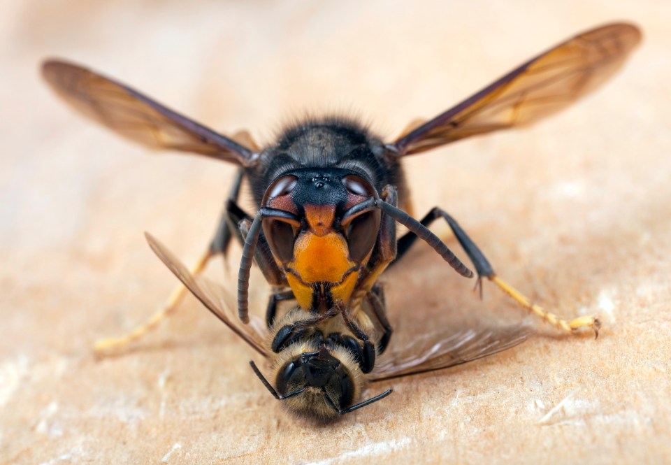 Hornets bite the heads off bees as they leave their hives