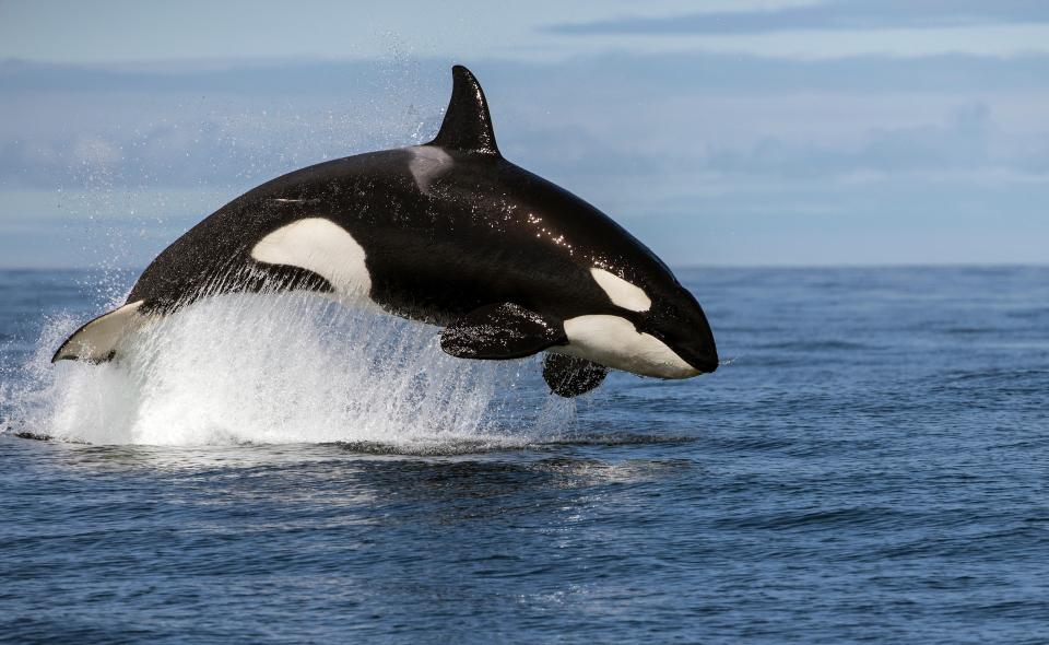 Orcas are the largest member of the dolphin family