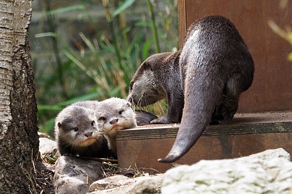 London Zoo saw the births of otter pups Bubble and Squeak